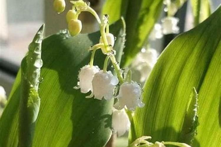 铃兰的施肥要求,浇水方面的要求