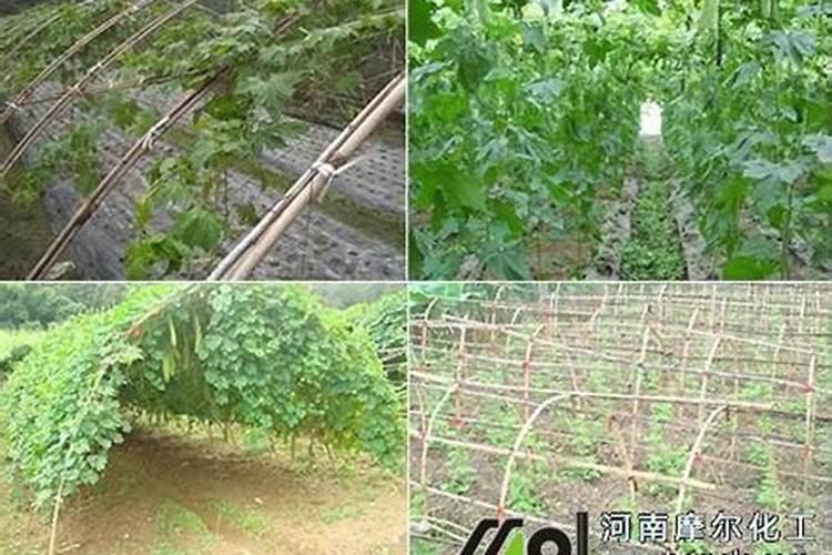 花多多10号怎么用