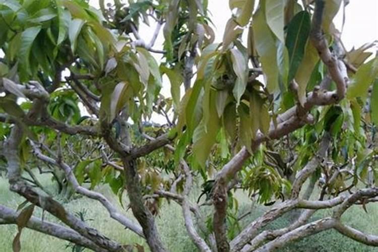 经长途运输的桂花怎样栽培？能喷施叶面肥吗？