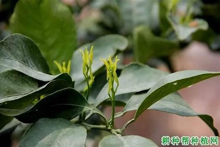 三月份柑橘需要施肥吗