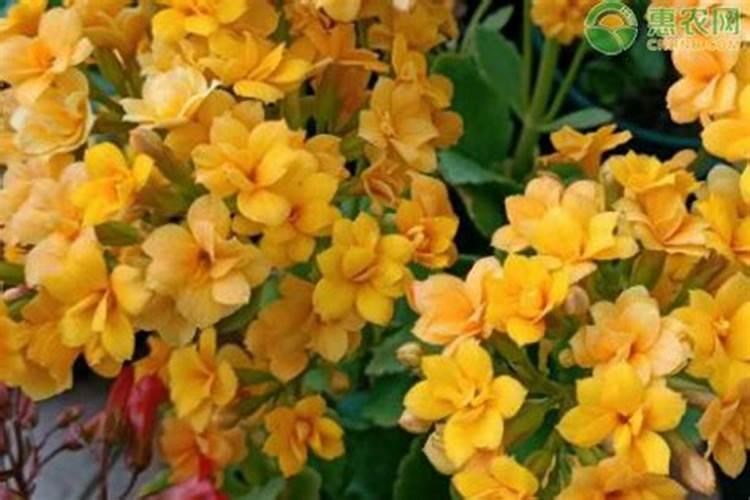 长寿花叶子小怎么办