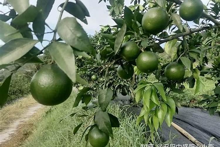 柑橘用什么水溶肥好