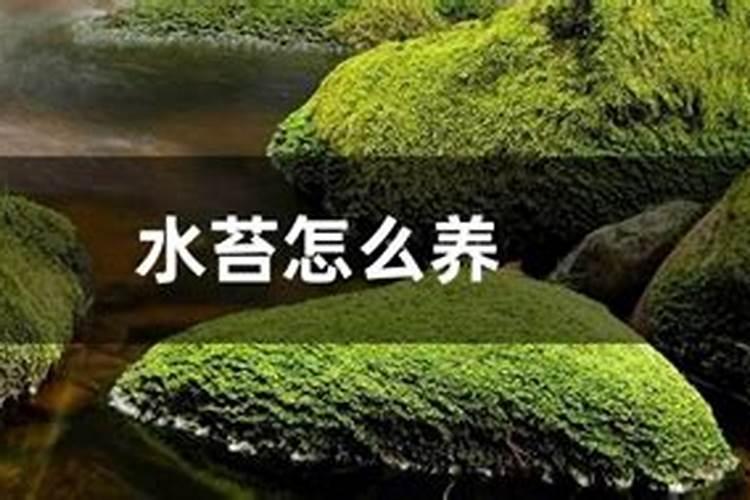 水苔养兰花的正确方法水苔养兰花怎么养