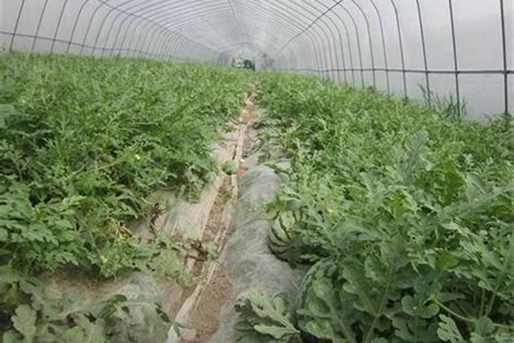 大棚西瓜营养供给有哪些方案？