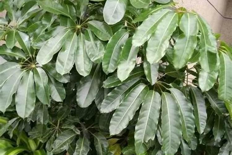 大叶伞怎么施肥