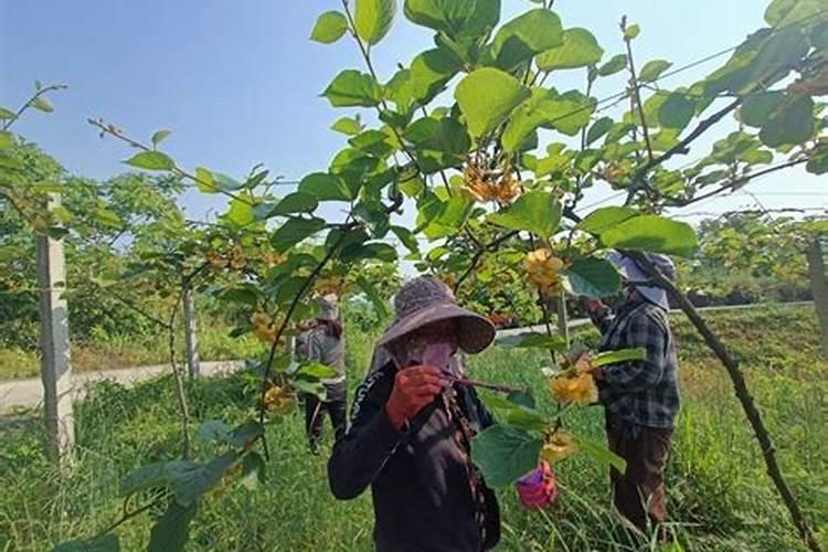 雨后果树喷施叶面肥应注意什么