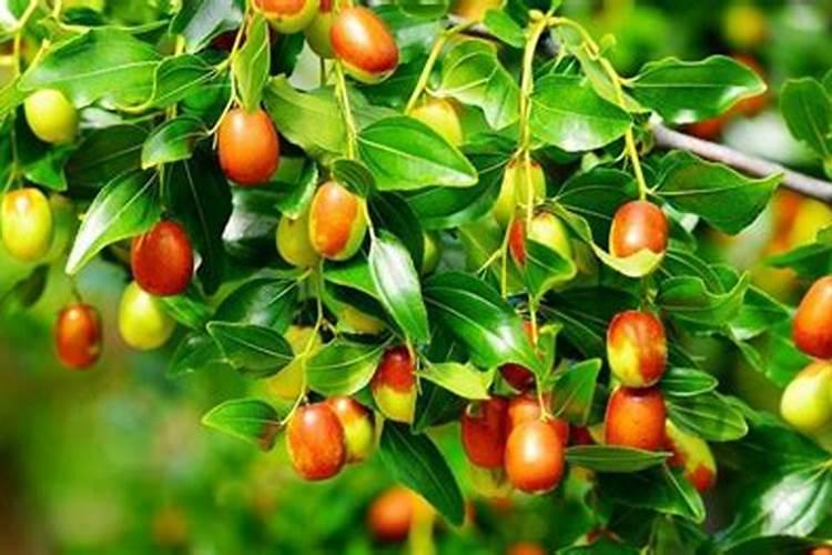 春茄子苗期为何出现“僵苗”？怎样种植露地春茄子？