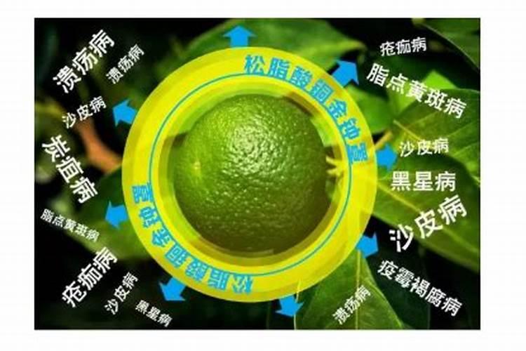 芹菜烂心怎么治