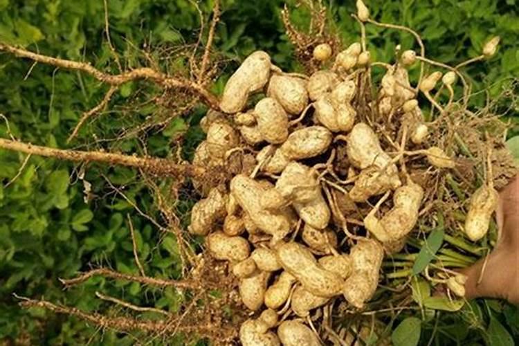 花生需要打叶面肥吗,花生叶面肥选择及使用方法