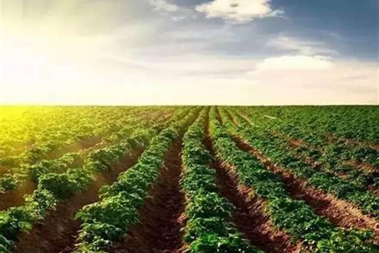 水溶肥与硫酸钾复合肥有什么区别？水溶肥常年下会影响土壤吗？