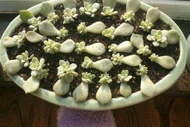 扦插金银花萌芽了可以喷叶面肥吗？