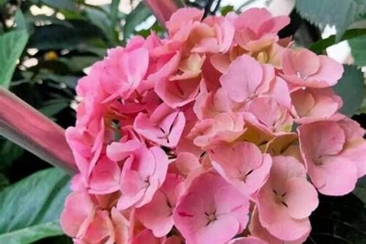 绣球花几月施肥