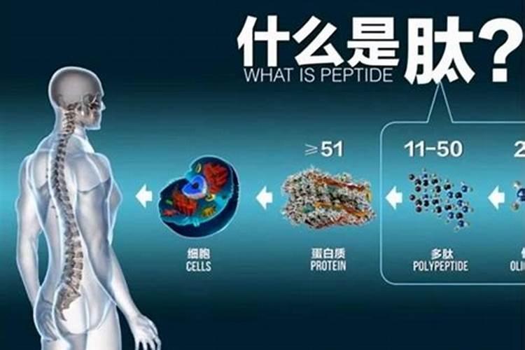 肽能是个啥东东啊