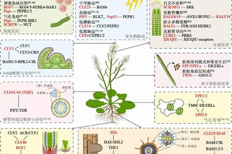 多肽尿素和普通尿素有什么区别？都有什么效果？