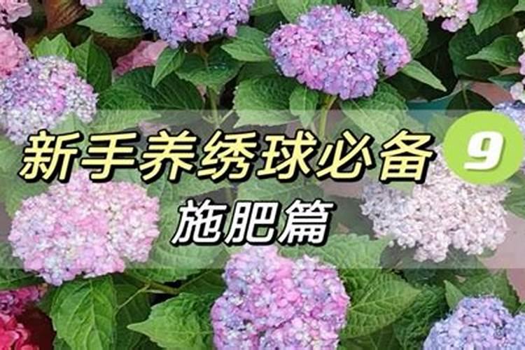 绣球花怎么种植 栽种时间和方法