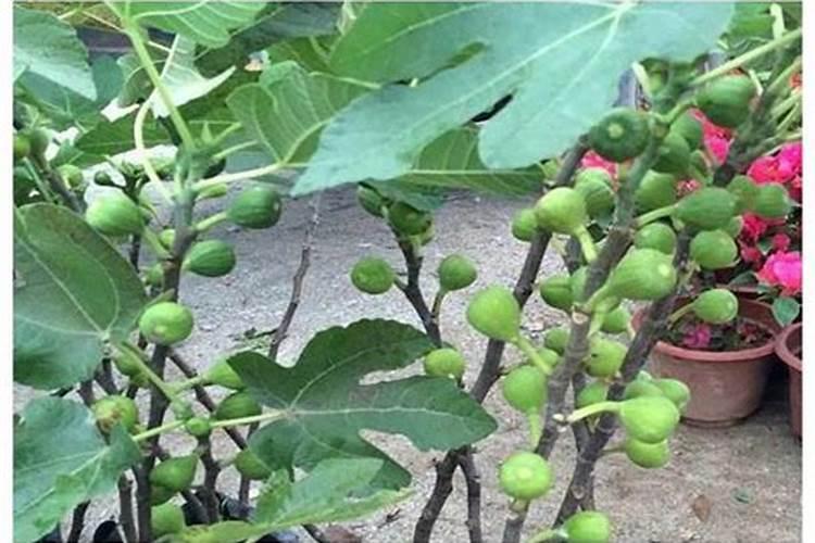 无花果树施什么肥合适