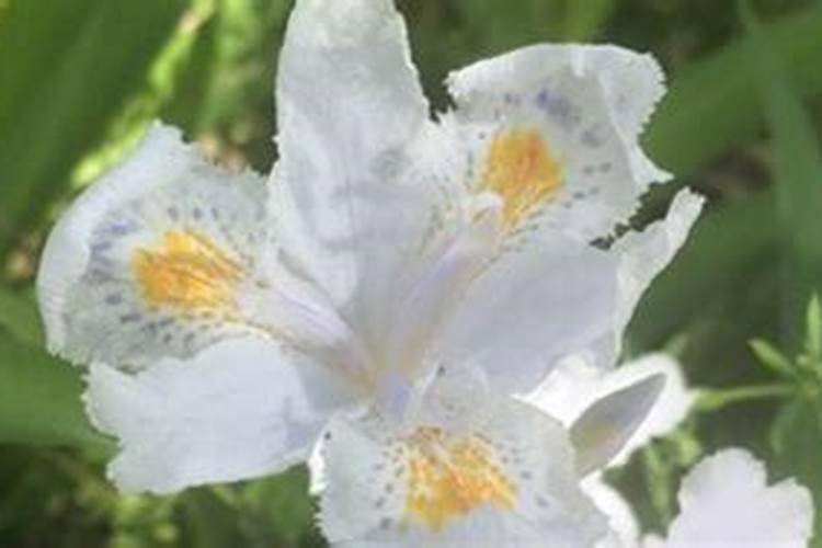 类似绣球花的蝴蝶花上些什么肥能开花
