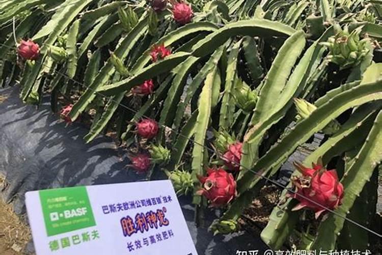 火龙果开花不结果怎么解决