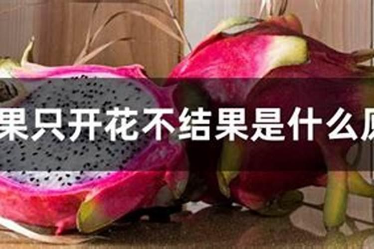火龙果为什么不开花不结果