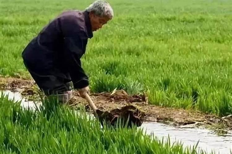 黄豆水是氮肥还是磷肥