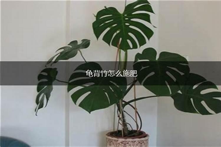 矿源黄腐酸钾500倍灌根会烧根吗？