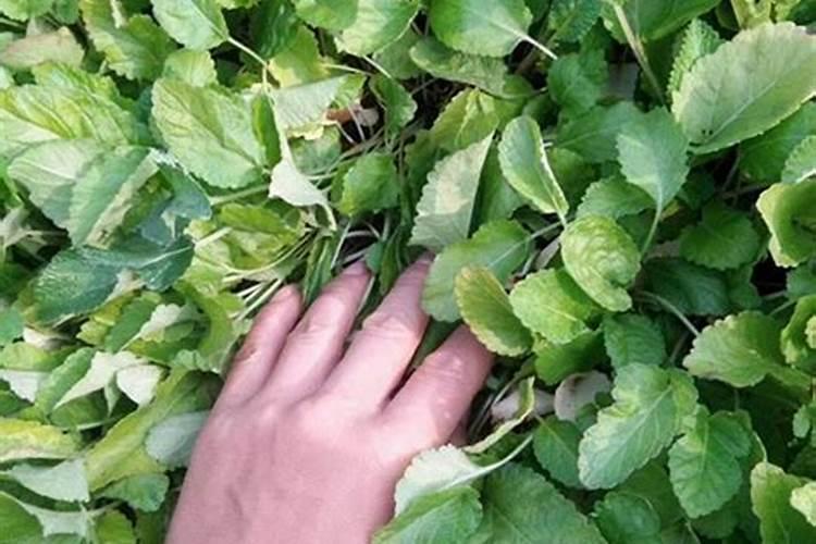 香瓜能和角瓜一起种植吗视频香瓜能和角瓜一起种吗？