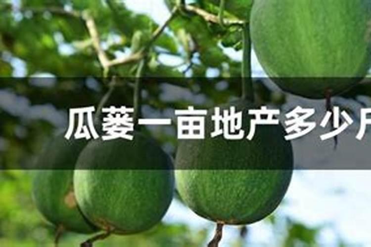 角瓜为什么结果就化了,角瓜又叫什么瓜