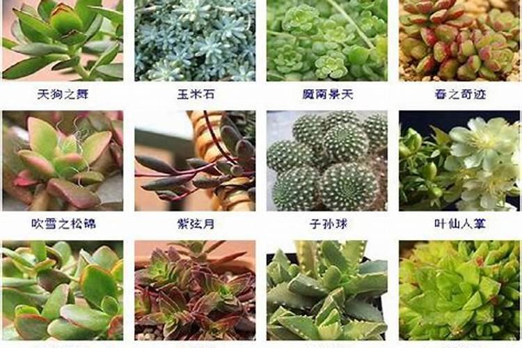 多肉植物一般用什么肥 多肉6种常用肥料