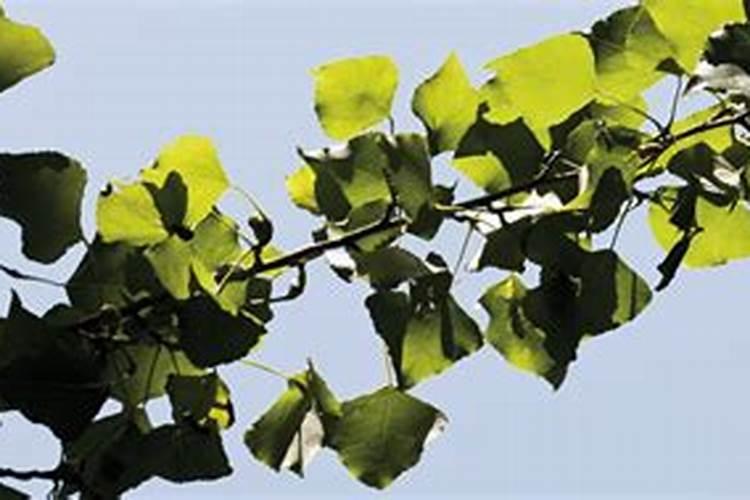 速生杨树用什么肥料长得快