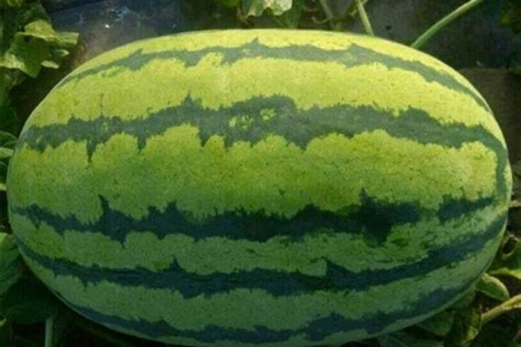 水稻缺水对产量影响最大的时期是什么,怎么补救