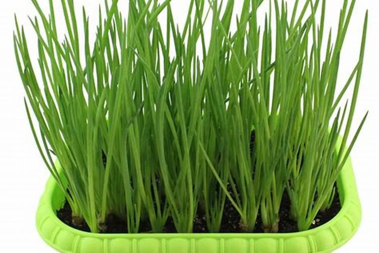 四季小香葱的种植方法
