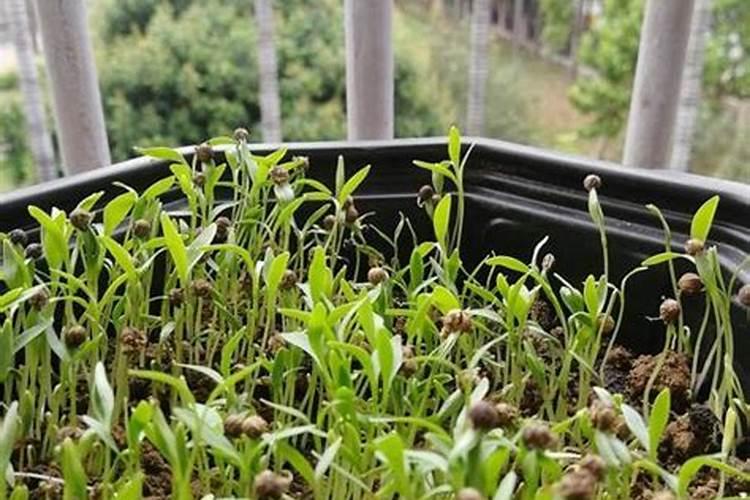 怎么种四季小香葱