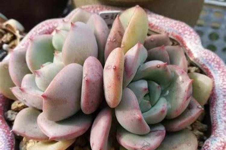 黄瓜嫁接后应怎样进行管理？