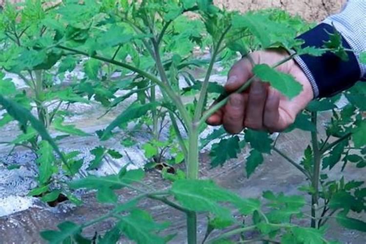西红柿苗开始烂根了怎么办？