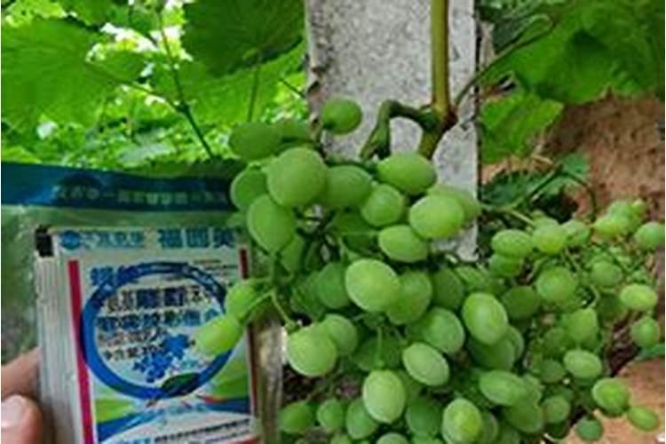 异菌脲杀菌剂治什么病,异菌脲的效果和使用方法