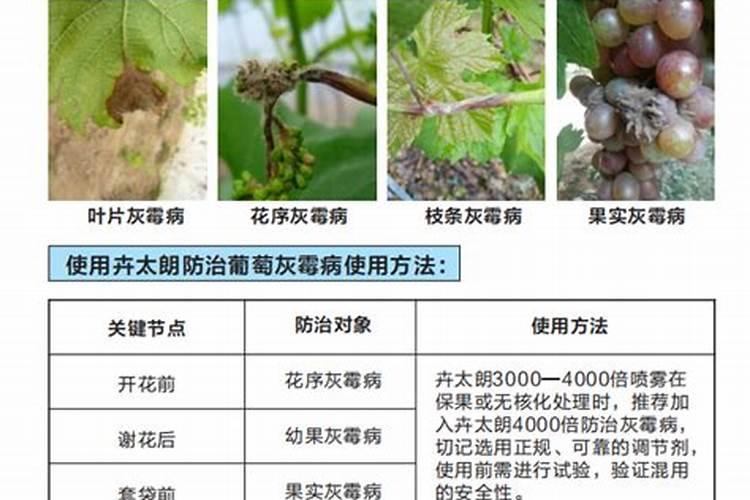 拿敌稳在葡萄上可以使用吗