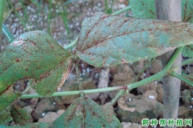 请问豆角锈病用什么药剂防治？