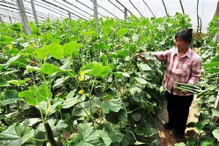 黄瓜什么阶段用什么肥？