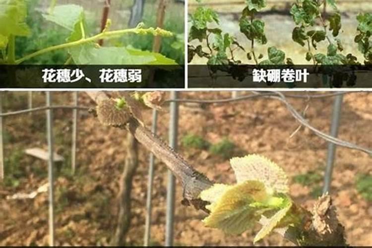 硅肥在大棚葡萄上什么时间用最好？