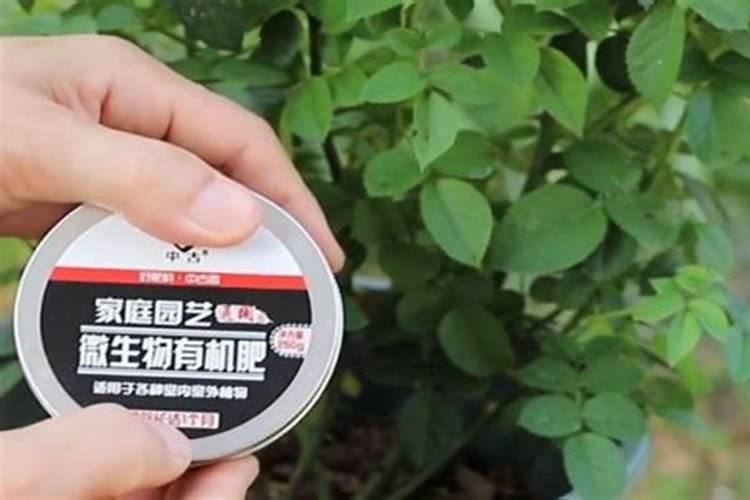 三角梅施什么肥花开满树