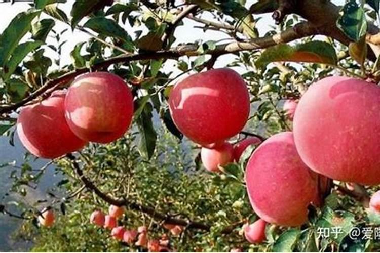 苹果树补钙的叶面肥有哪些苹果树叶面肥一年喷几次都喷什么肥