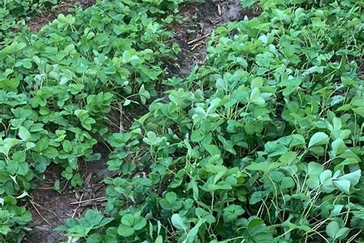 草莓在开花的时候施什么肥料