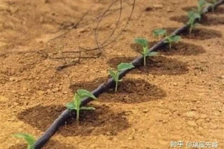 膜下滴灌技术操作要点