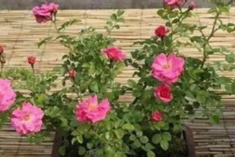 蔷薇花怎么施肥