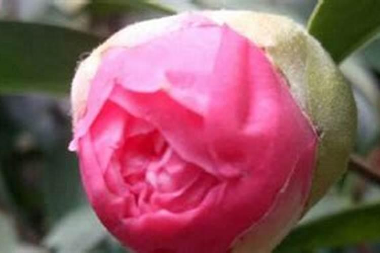 茶花如何施肥更轻松