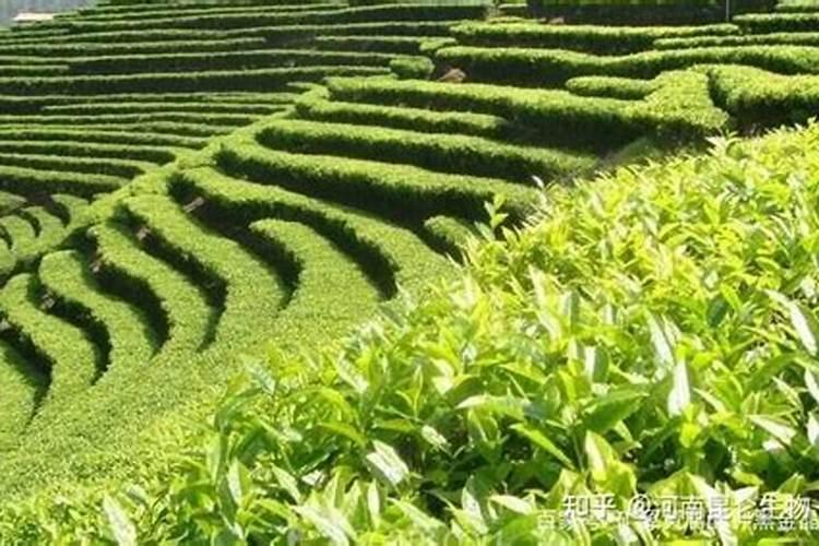 茶叶施磷肥选什么肥