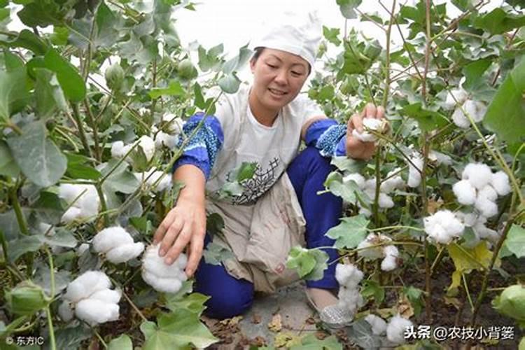 棉花后期需要什么肥料,侧枝过旺怎么办