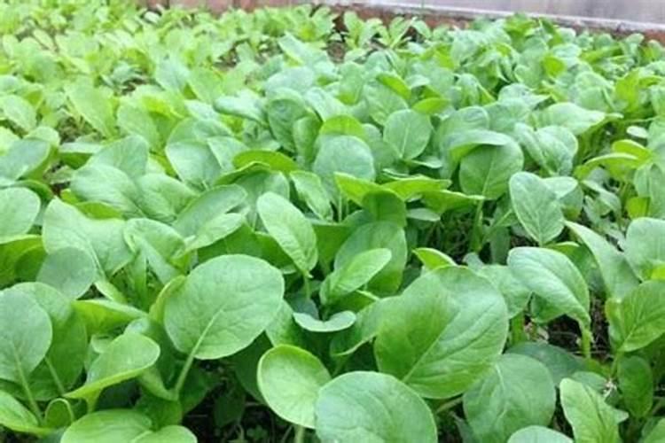 四季小白菜的种植方法