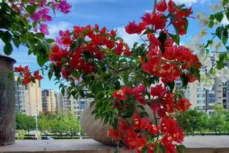 三角梅长出花苞后怎么浇水,施肥