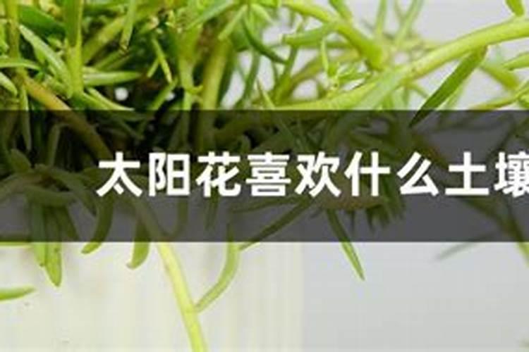 太阳花施什么肥才能花大叶盛？